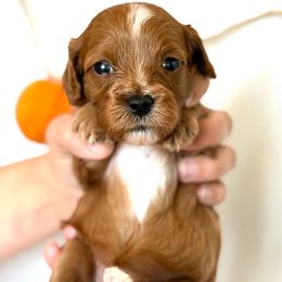 Girl 2 - female Cavapoo puppy in Greenville, South Carolina from Reedy River Doodles