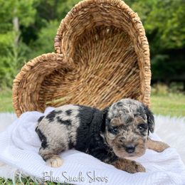 Blue Suede Shoes - Blue merle male Bernedoodle puppy in Grove, Oklahoma from Guinn Family Farms