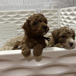 Poodle Puppies from Poodles 4 Life