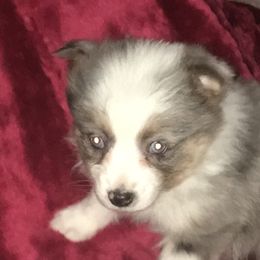 Miniature Australian Shepherds and Toy Australian Shepherds from Donnie's Miniature & Toy Australian Shepherds