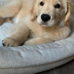 Golden Retriever Puppies from OPK Goldens