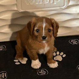 Ember - Ruby female Cavalier King Charles Spaniel puppy in Shoals, Indiana from Willow Valley Farm