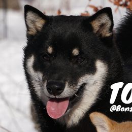TOFU - Shiba Inu