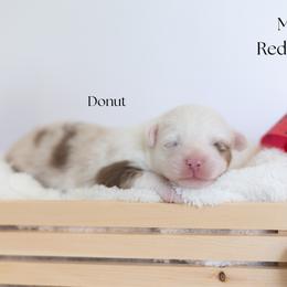 Donut - Red merle male Miniature Australian Shepherd puppy in Wooster, Ohio from Kari's Mini Aussies