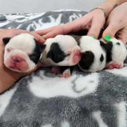 2nd pick female Reserved - Seal and white female Boston Terrier puppy in Morristown, Tennessee from Down in the Holler