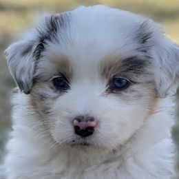 Australian Shepherd Puppies from Aussie Hill Farm