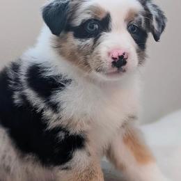 Australian Shepherds from Moon Lake Aussies