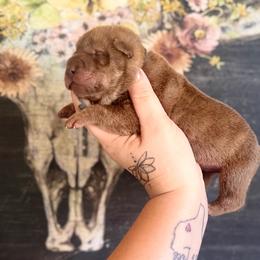 Allen - Brown male Chinese Shar-Pei puppy in Lehigh Acres, Florida from Florida Wrinkles
