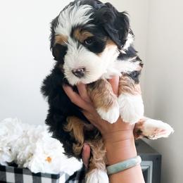 Bernedoodle, Goldendoodle, and Poodle Puppies from Teddy Doodles & Standard Poodles