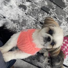 Ginger - Shih Tzu