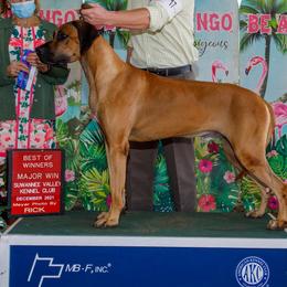 Rhodesian Ridgebacks from LoRO