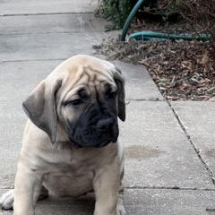 Amara - Fawn female Boerboel puppy in Manassas, Virginia from Relentless Boerboels