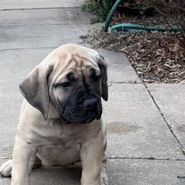 Amara - Fawn female Boerboel puppy in Manassas, Virginia from Relentless Boerboels