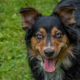 Annie - Australian Shepherd