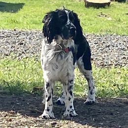 Buddie - English Springer Spaniel