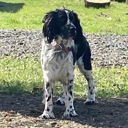 Buddie - English Springer Spaniel