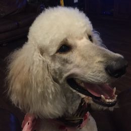 Lilly - Poodle
