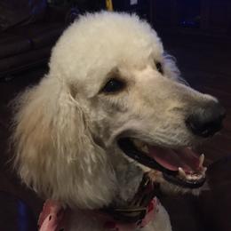 Lilly - Poodle
