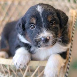 Sport - Black phantom male Aussiedoodle puppy in Crete, Nebraska from Doodles & Co
