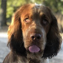 English Springer Spaniels from Wildwood