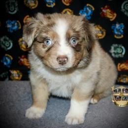 Confetti - Red merle male Australian Shepherd puppy in El Dorado Springs, Missouri from HP Aussie Kennels