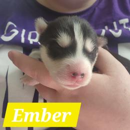 Ember - Black and white female Siberian Husky puppy in Louisville, Kentucky from Xavier's Home for Gifted Huskies