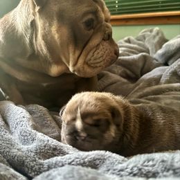 Saturn - Lilac tri-color female Bulldog puppy in Fort White, Florida from Bullgodz English Bulldogs