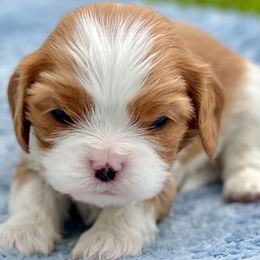 Snickers - Blenheim male Cavalier King Charles Spaniel puppy in Blanding, Utah from Blue House Cavaliers