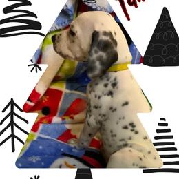 Fairuza AKC LUA - White and black female Dalmatian puppy in Las Vegas, Nevada from 101 Dew Dream Valley Dalmatians