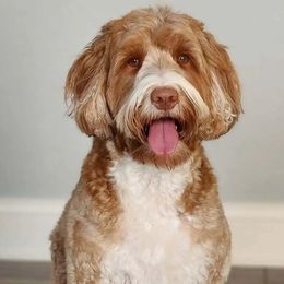 Bentley - Australian Labradoodle