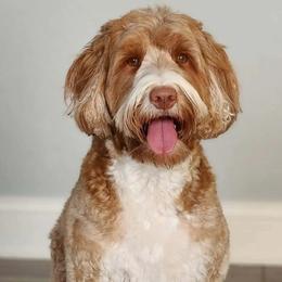 Bentley - Australian Labradoodle