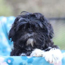AKC-UKC Mister Oreo - Black and white male Shih Tzu puppy in Cartersville, Georgia from Autumn Breeze Shih Tzus and Friends