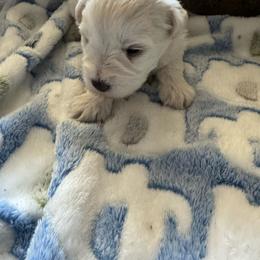 White Chocolate Male - White male Miniature Schnauzer puppy in Pearland, Texas from K & S Schnauzers