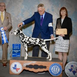 Dalmatian All Grown Up from HatTrick Dalmatians