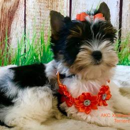 Girl 4 - Black tan and white female Biewer Terrier puppy in Jonestown, Pennsylvania from AKC Xtreme Biewer Terriers...