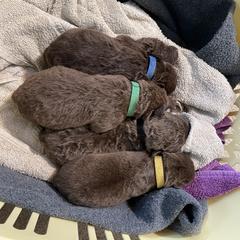 Chesapeake Bay Retriever puppies from Willow Bend Chesapeakes