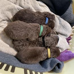 Chesapeake Bay Retriever puppies from Willow Bend Chesapeakes