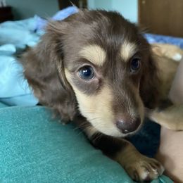 Dachshund Puppies from Lake County Cream Dachshund