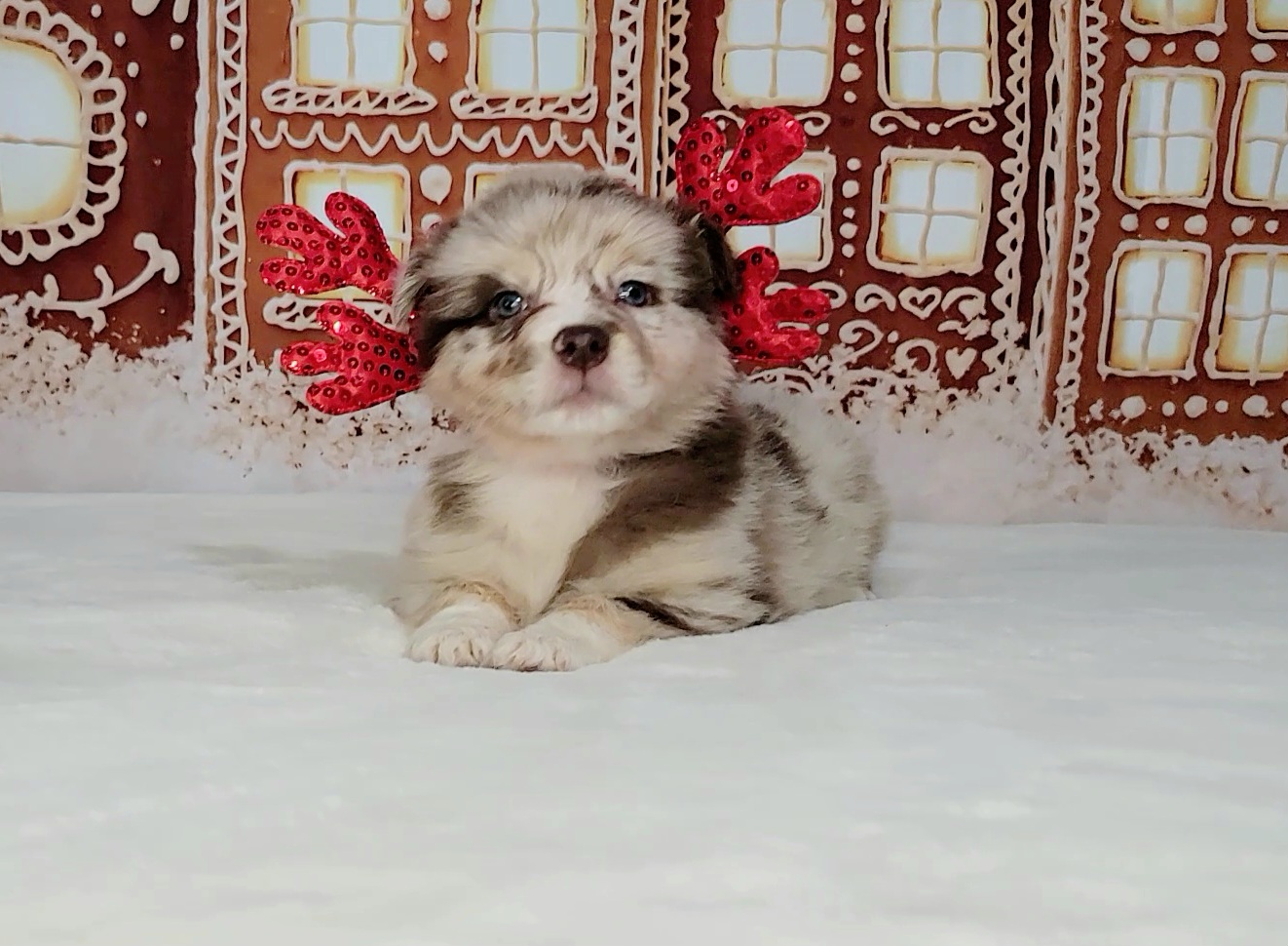 Australian Shepherd Puppies from Winsome Aussies