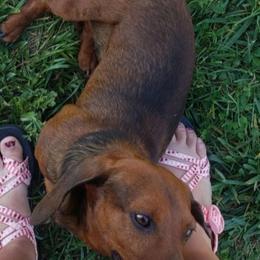 Bently - Dachshund