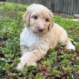 Sunny - Red female Bernedoodle puppy in Monument, Colorado from Colorado Dreamin Doodles