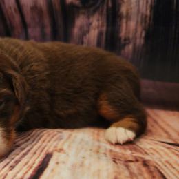 Woodstock - Red tri male Miniature Australian Shepherd puppy in Macomb, Missouri from Faunus Farms and Aussies