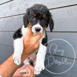 Blue - Tri-color male Bernedoodle puppy in Rockwall, Texas from Glory Doodles