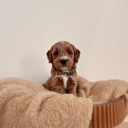 Pick 5 - Petite Male - Apricot male Goldendoodle puppy in Madisonville, Kentucky from Carlie and Co. Goldendoodles