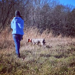 Weimaraner Puppies from Always Faithful Weimaraners