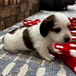 AKC Nugget - Red male Dachshund puppy in Indiana from Dani’s Darling Doxies