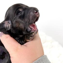 Waylon🖤 - Black and cream male Dachshund puppy in New Braunfels, Texas from 2 Knights Doxies