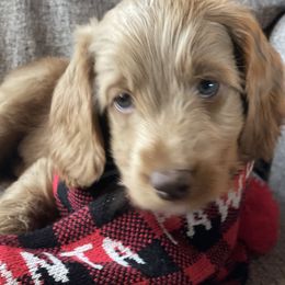 Australian Labradoodle Puppies from Fruitful Beginnings,LLC