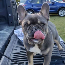 French Bulldogs from BabyMac Frenchies