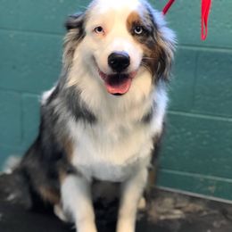 June - Australian Shepherd